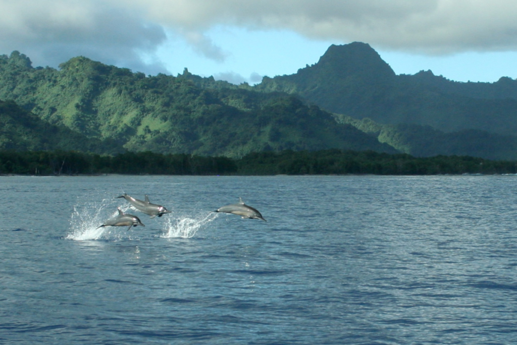 Island-Hopper-Hotel-Kosrae-Beautiful-Island5.webp